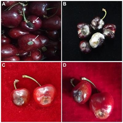 Characterization and toxicological potential of Alternaria alternata associated with post-harvest fruit rot of Prunus avium in China